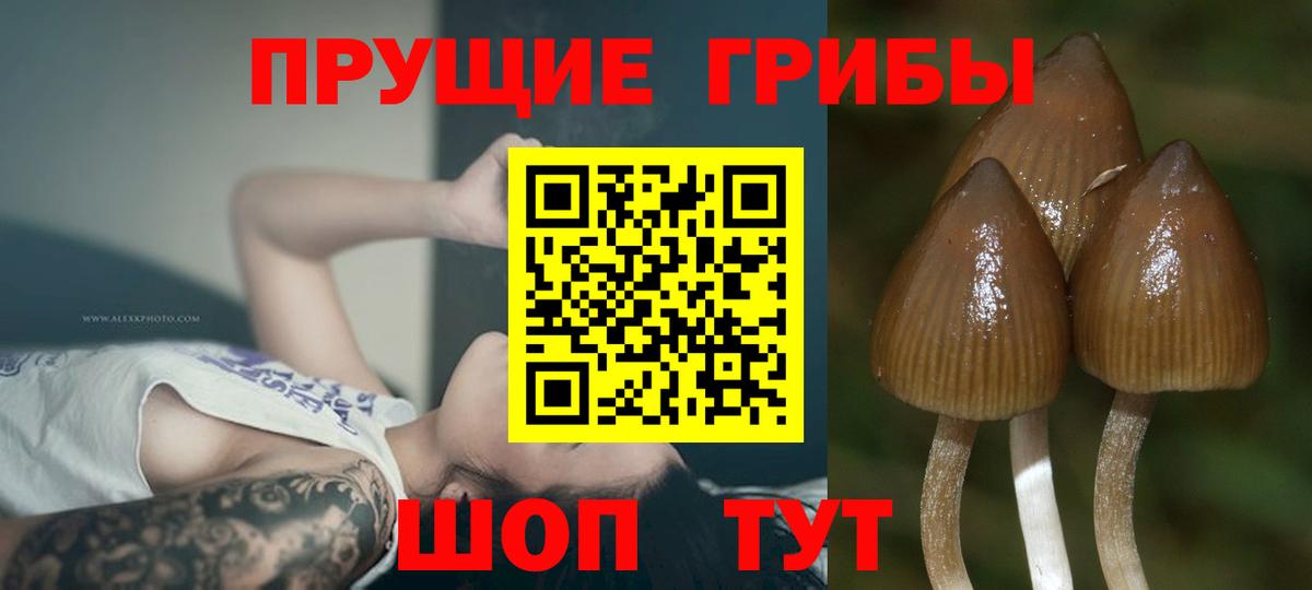 Галлюциногенные грибы Psilocybine cubensis  Вход с VPN  Таганрог 